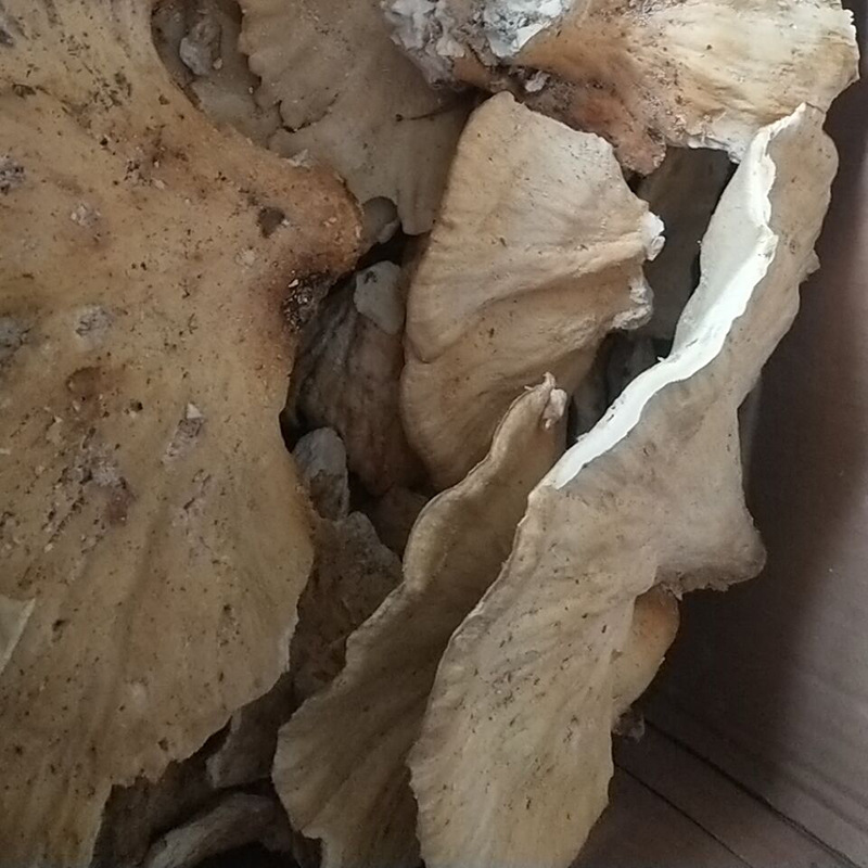 长白山野生硫磺菌 树鸡蘑 黄灵芝 硫磺多孔菌批发