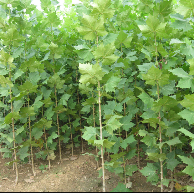 绿化苗木法桐树法国法桐 青皮梧桐法桐苗泡桐树苗行道