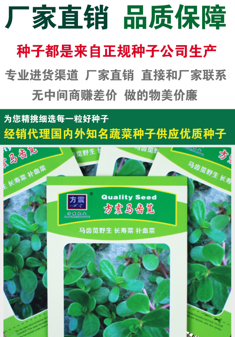 马齿苋种子马齿苋籽苋菜种子野菜种子蔬菜种子批发菜种菜籽种子公