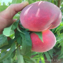 现挖现卖多规格黄桃树苗 大量现货油蟠桃树苗 高产量中蟠桃树苗
