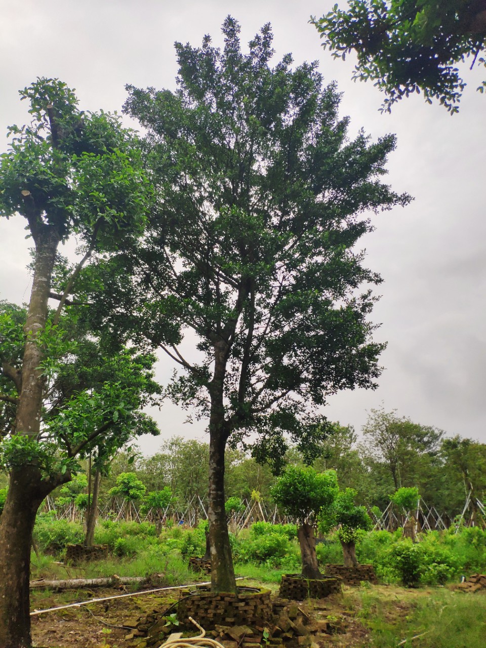 908供应 和顺树 25-30cm假植苗 庭院树 绿化乔木