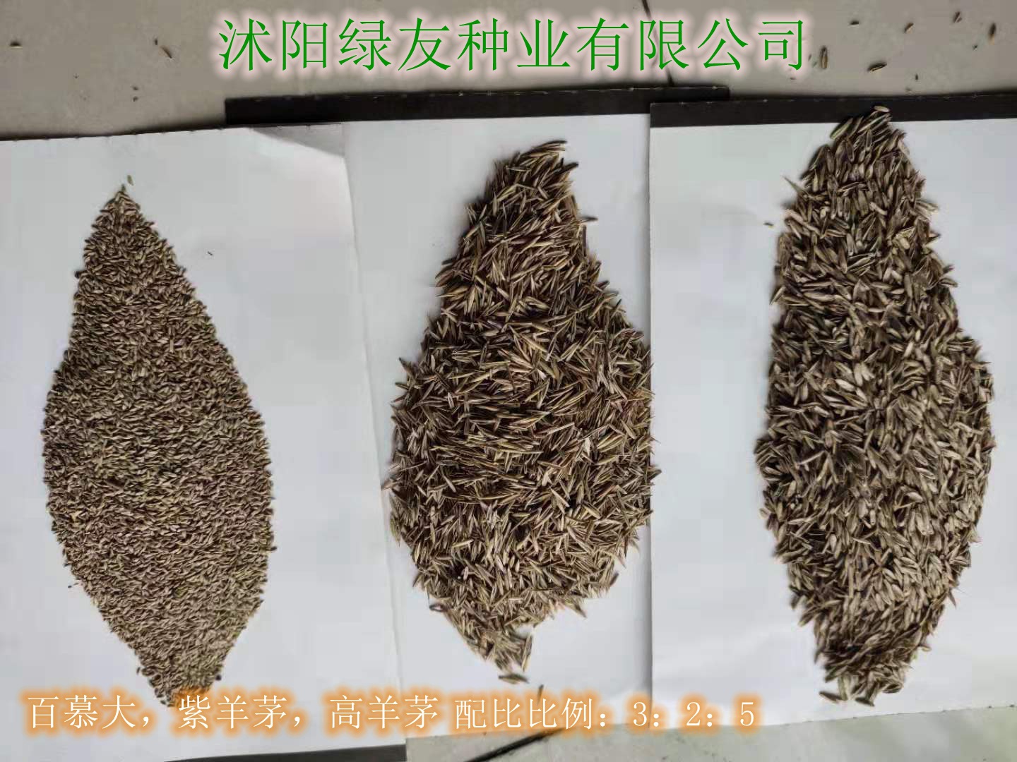 冷季节矮草坪 以及四季青草籽混播如何配比