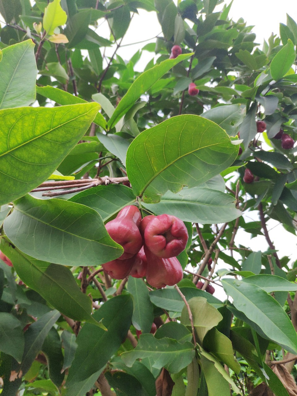 905基地供应 蜜风铃 莲雾果树 3-3.5米高 台湾莲雾