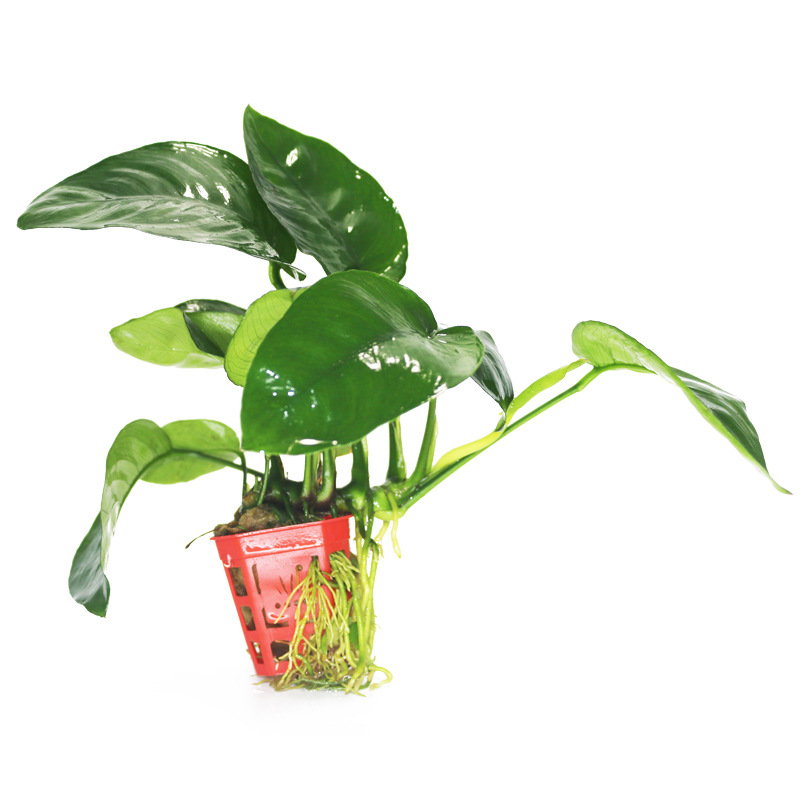 中巴榕 小巴榕水草活体真水草 水榕批发造景懒人鱼缸水族光合水草