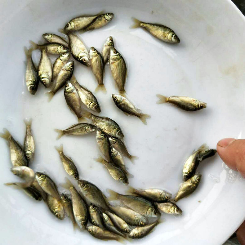 大量供应鲫鱼苗 淡水鲫鱼苗 中科三号鲫鱼苗 欢迎咨询