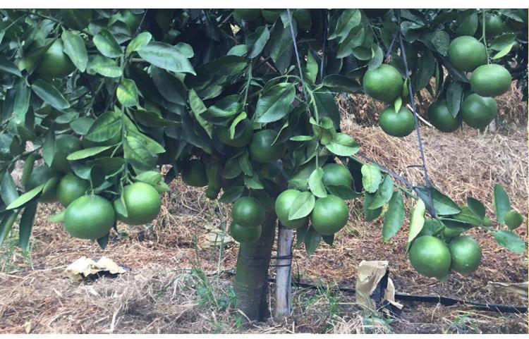 泰国青柚种植技术与详解