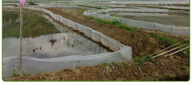 尼龙防鸟网白色透明果园果树防鸟网葡萄鱼塘樱桃树防鸟网鱼塘养殖