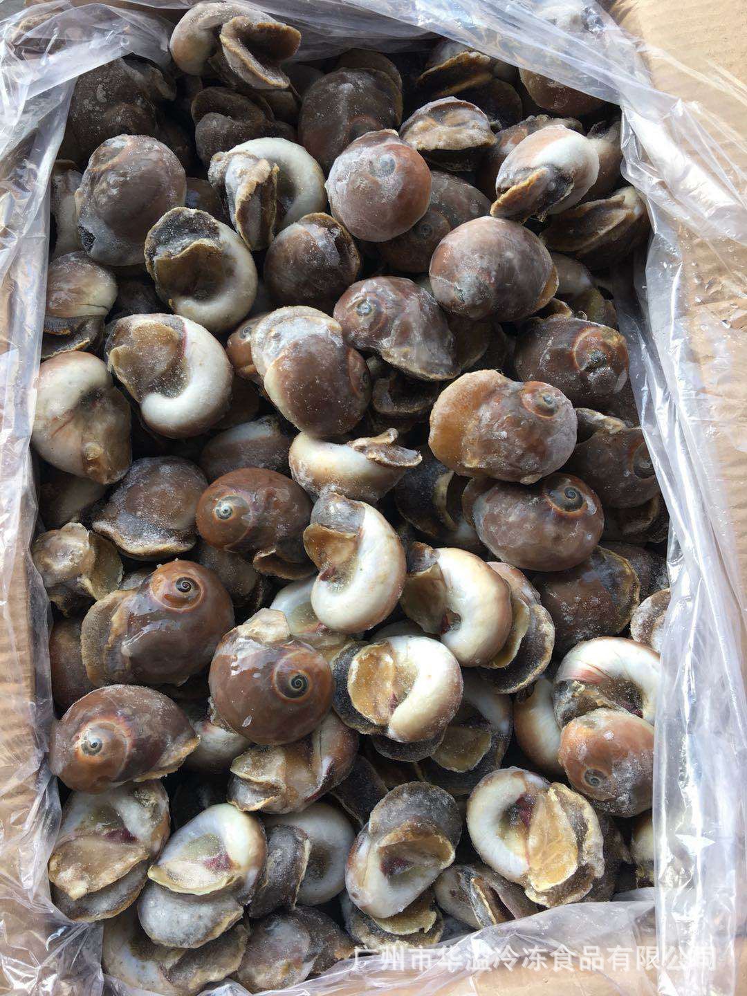 冷冻玉螺 香螺 20斤/箱 冷冻海鲜自助餐麻辣爆炒花螺海螺吐沙玉螺