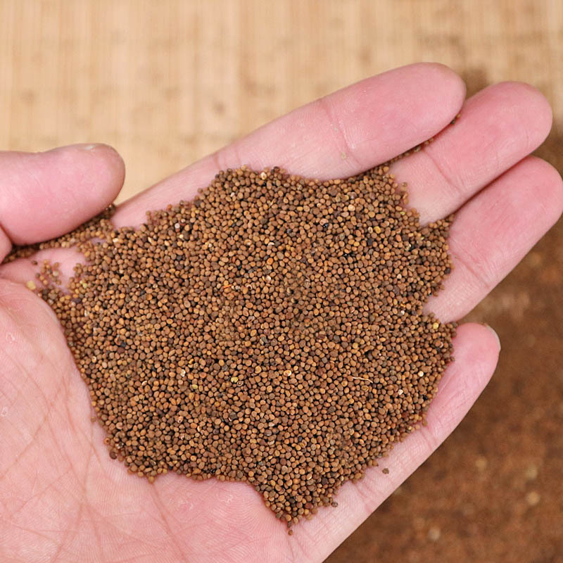 菟丝子中药材批发菟丝子内蒙古菟丝子饱满菟籽子药材大货菟丝子