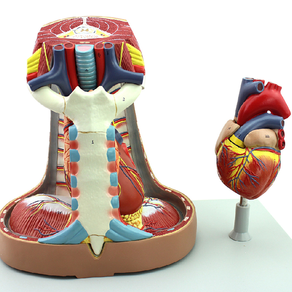 海医人体纵膈模型纵隔四分区心包窦呼吸系统胸腺心脏模型胸外科