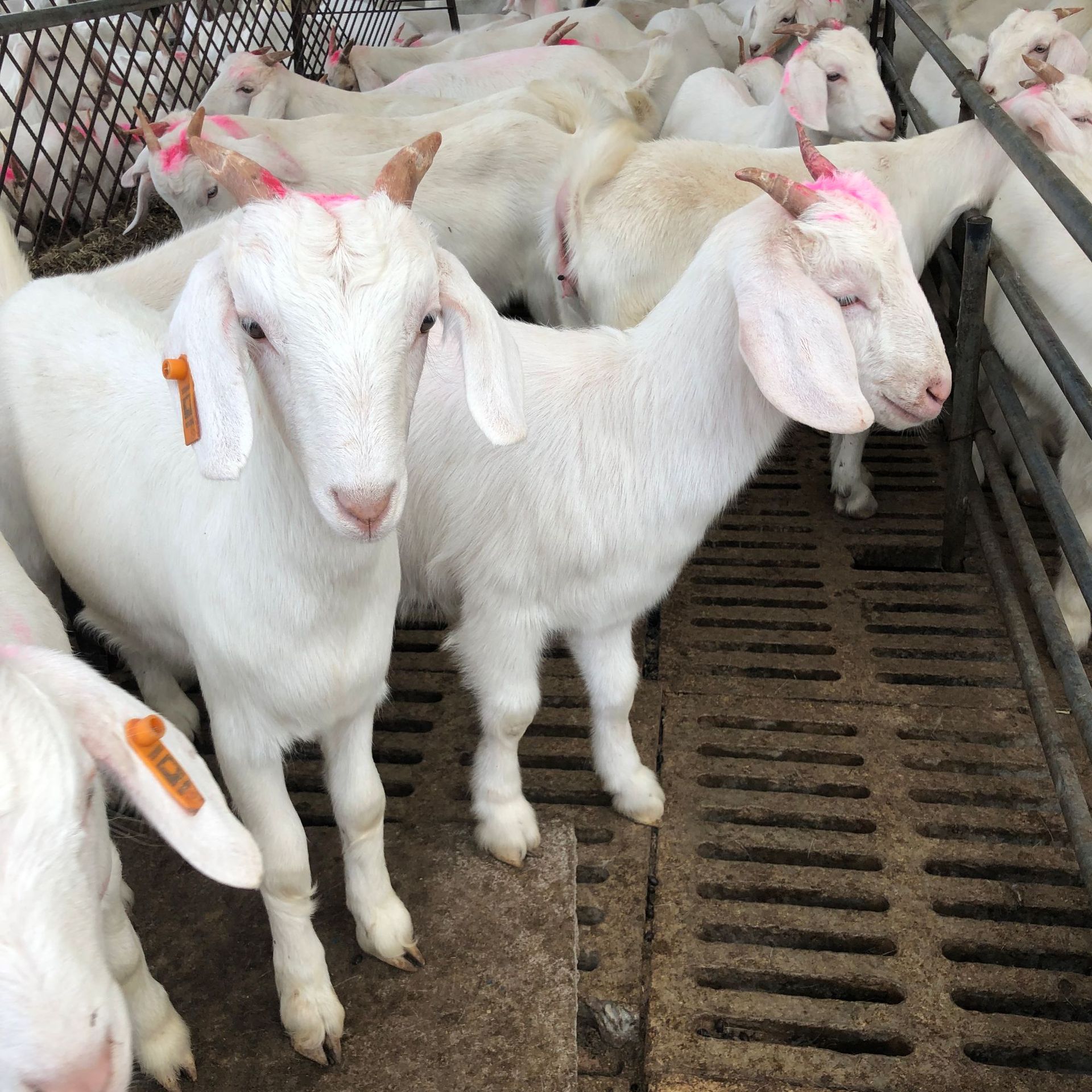 美国白山羊 山羊羊羔 白绒山羊 育肥羊羔  免费运输赠送技术资料