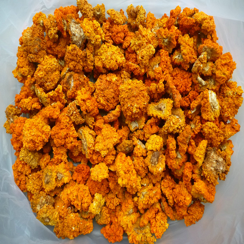 【裕菌隆】 金耳 干金耳菌 3-4公分颜色黄靓 产地直销 大货批发