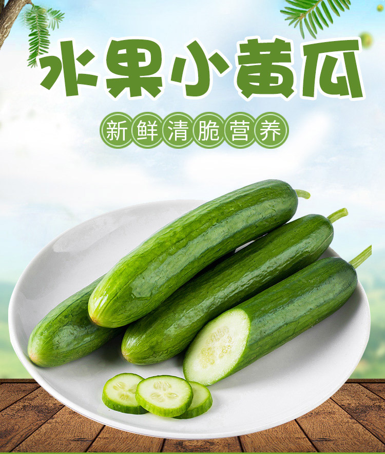 新鲜 水果小黄瓜 现摘现发无刺青瓜批发零售一件代发一件包邮