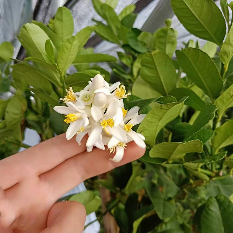高杆柠檬树棒棒形植物柠檬香水柠檬绿植四季开花结果尤力克柠檬树