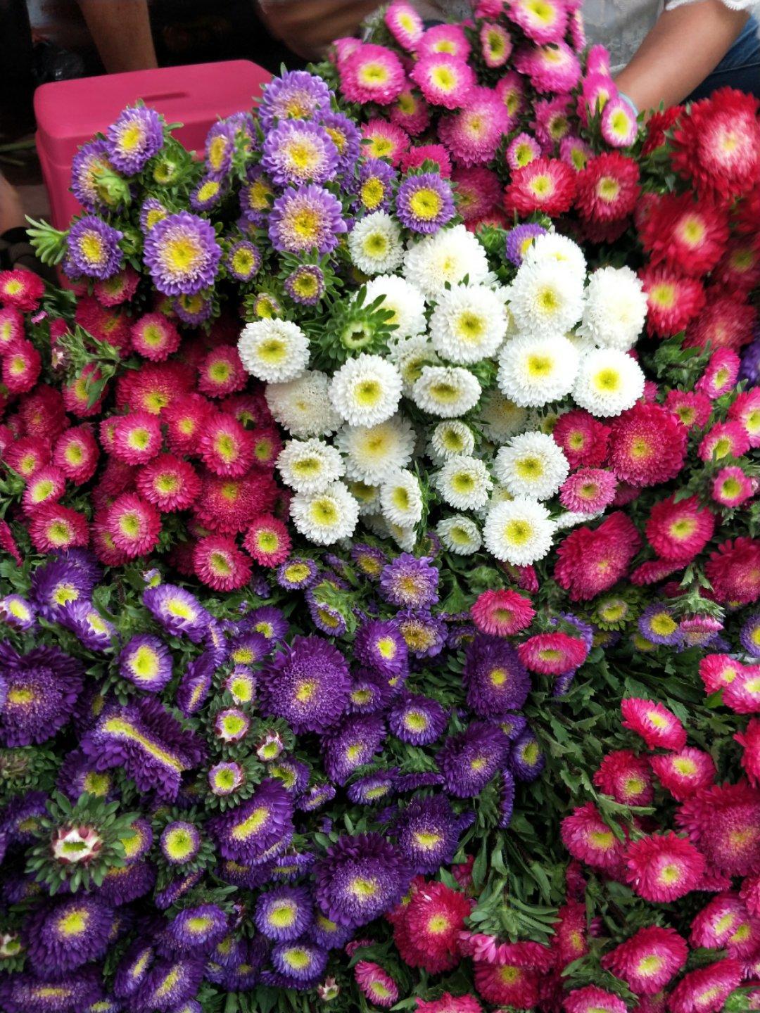 [翠菊]昆明鲜切花菊花一束起批家庭水养插花真花云南昆明鲜花批发