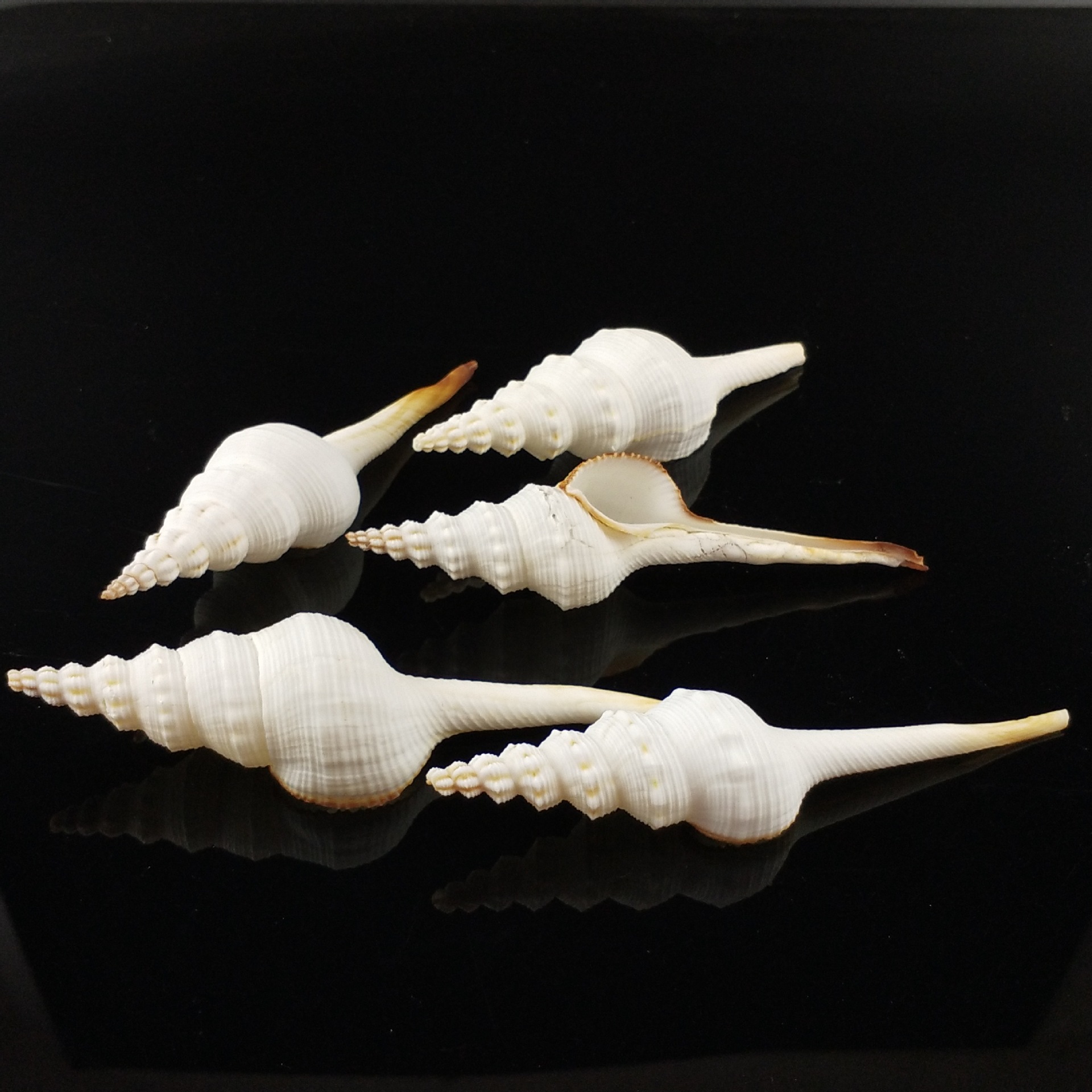 天然海螺贝壳长白旋螺长汀螺家居装饰海螺标本鱼缸水族箱装饰