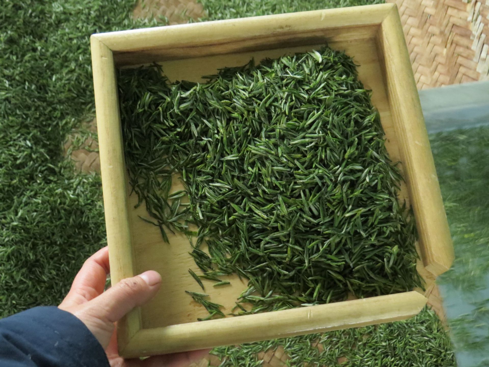 2020雷鸣鸟嘴明前雀舌单芽50g四川名山茶叶雅安蒙顶山半坡芳茗