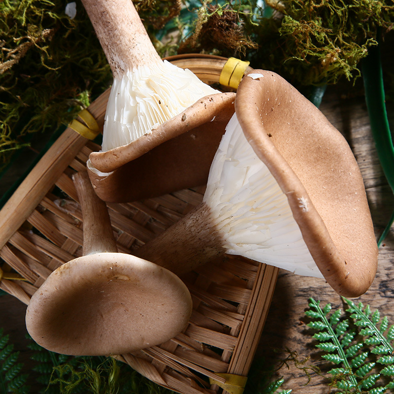 产地供应云南猪肚菌散装土特产食用菌批发食用猪肚菌煲汤食材