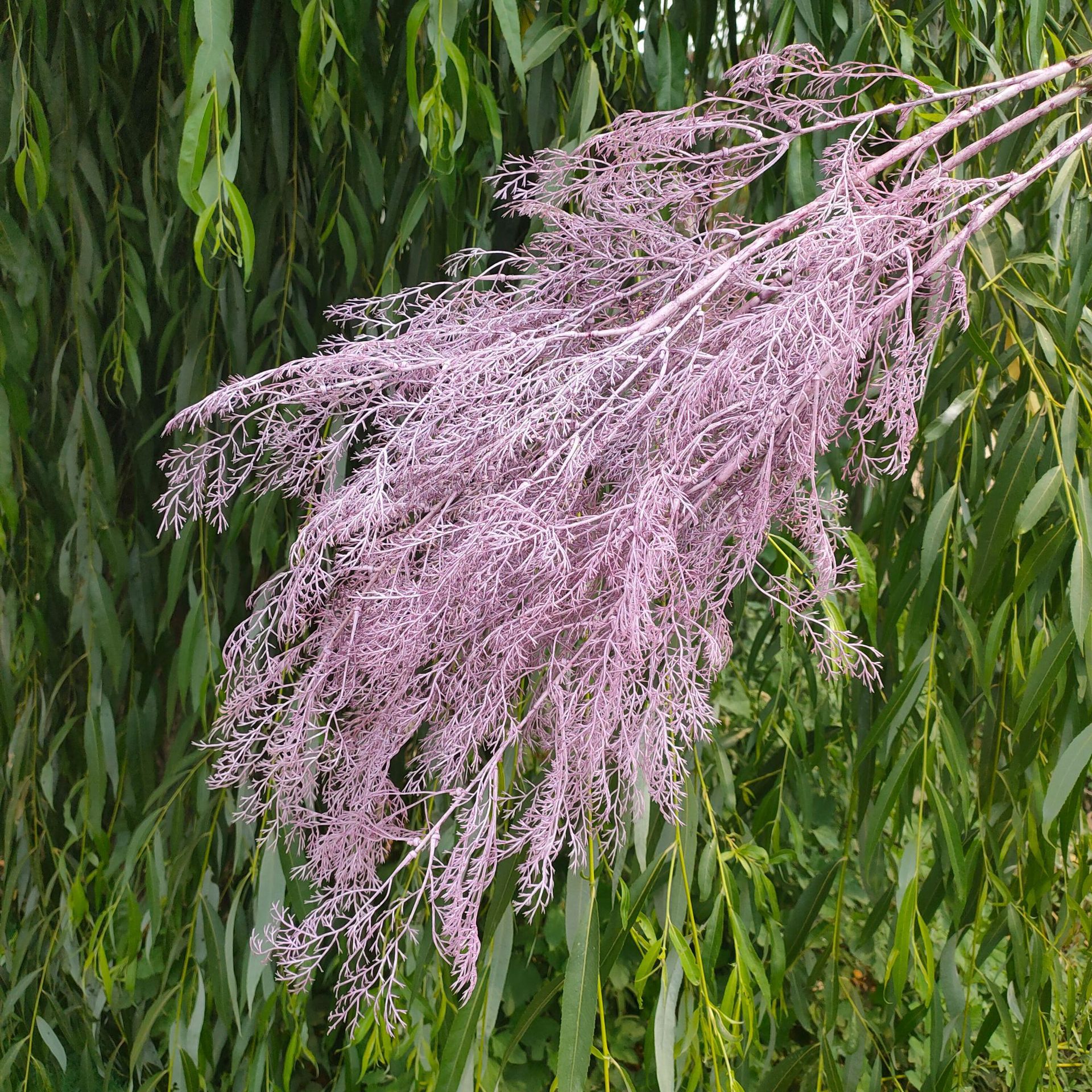 仿真雾凇草迷雾凤尾干花婚庆花拱门吊顶假花仿真迷雾花垂吊雾松