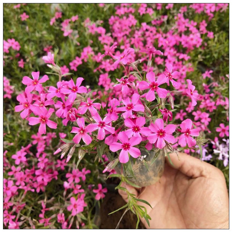 福禄考 花海景观工程 热销花卉 丛生福禄考 多年生耐寒花卉芝樱