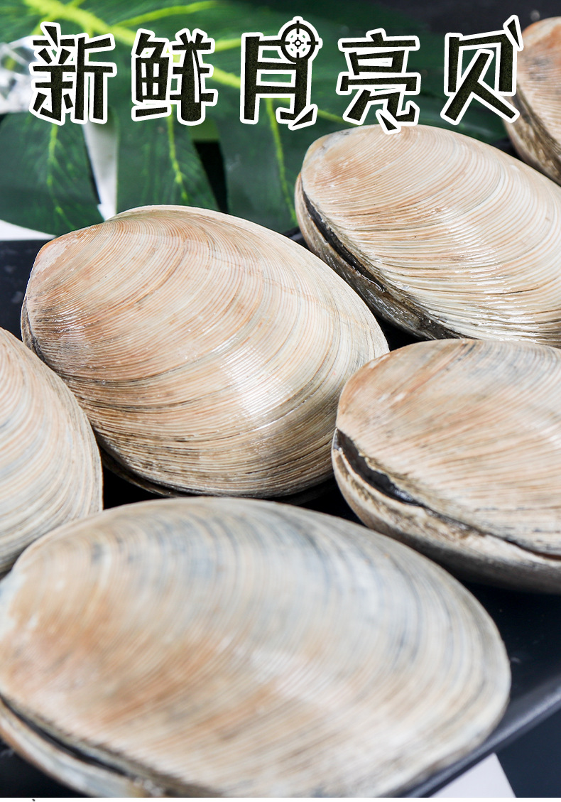 产地供货 月亮贝田螺肉扇贝蛤蜊花甲 烧烤火锅食材酒店海产品批发