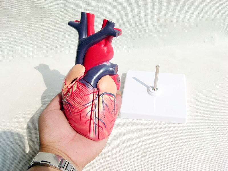 自制心脏模型图片