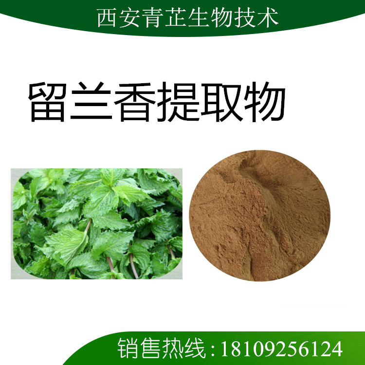 留兰香提取物 10:1 留兰香速溶粉 留兰香浓缩粉 浸膏粉 青芷生物