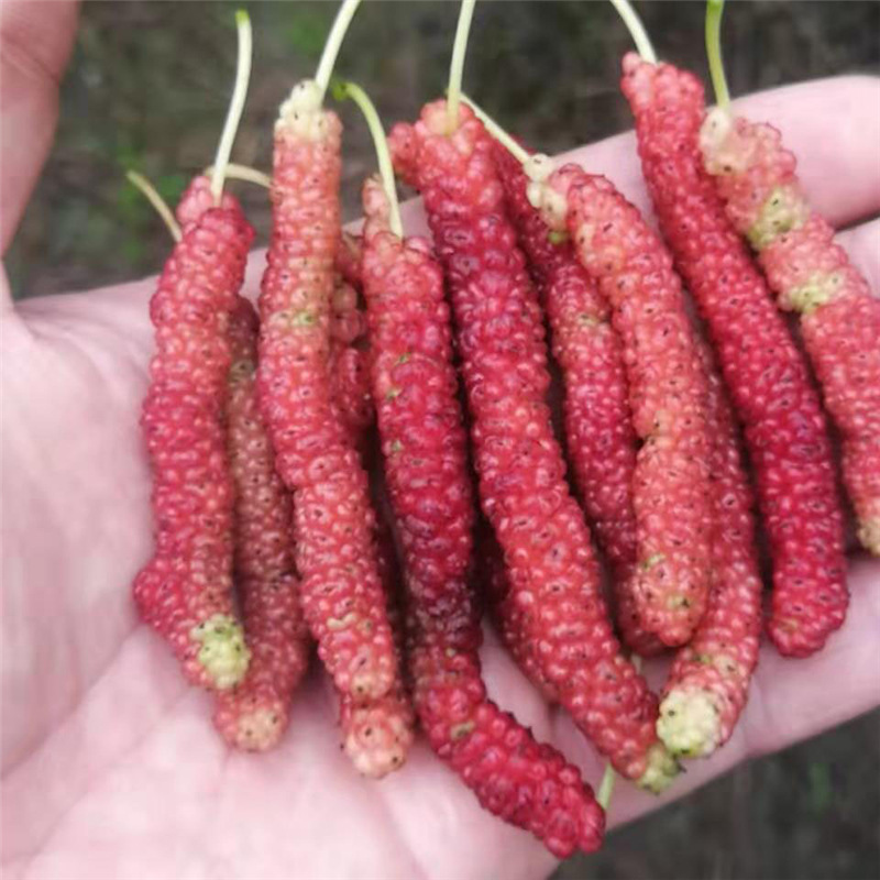 批发台湾四季长果桑 长果桑 果桑树桑苗桑葚苗直销挂果长果桑