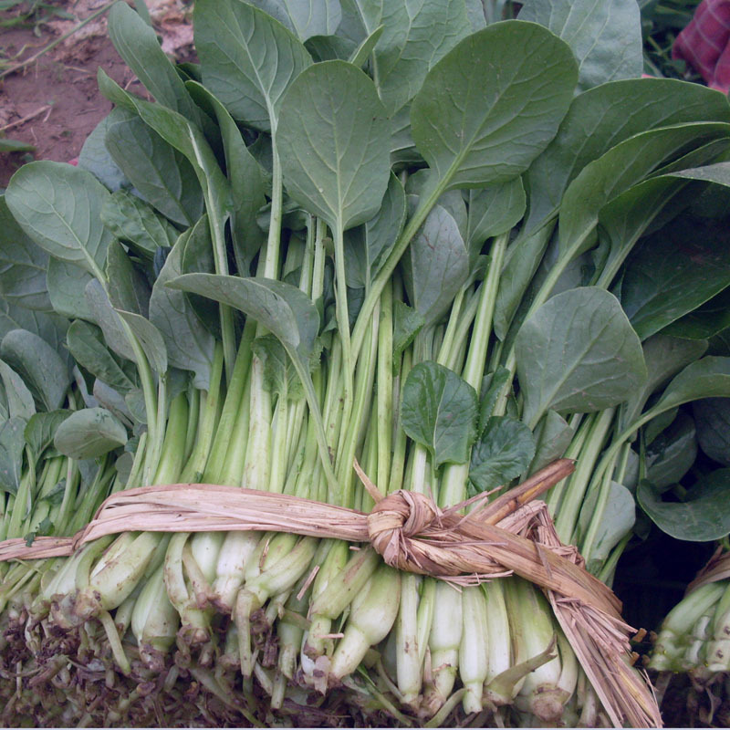 蔬菜种子 叶菜类种子小青菜种子 青帮油菜种子 粒尔田速生青油
