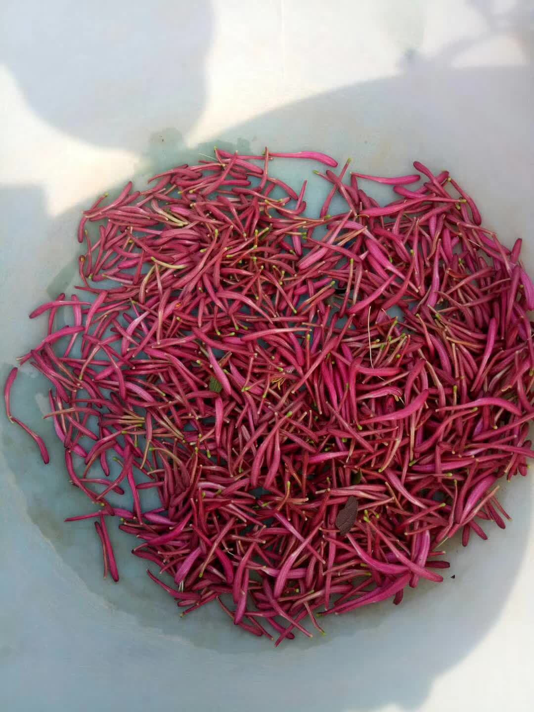 山东平邑县销售红色金银花苗观赏盆景栽植