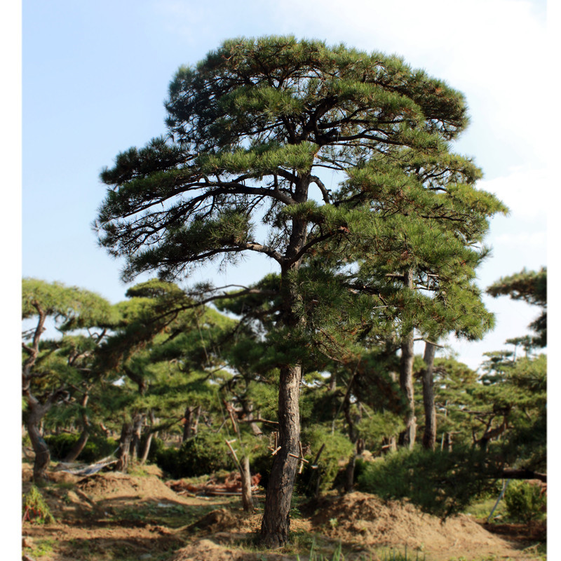 造型松种类多耐寒耐旱造型景观松易管理易成活造型黑松油松