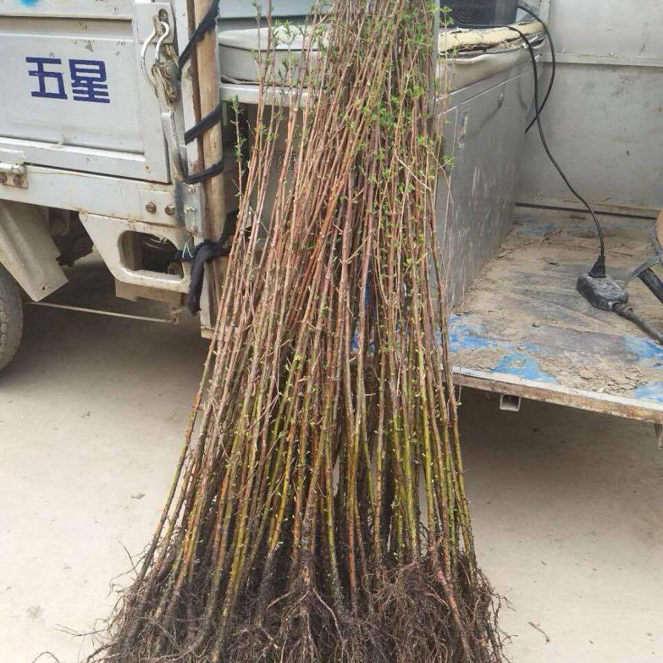 水杉树苗工程苗木水杉树苗木落羽杉红杉树苗室外生花盆景盆栽