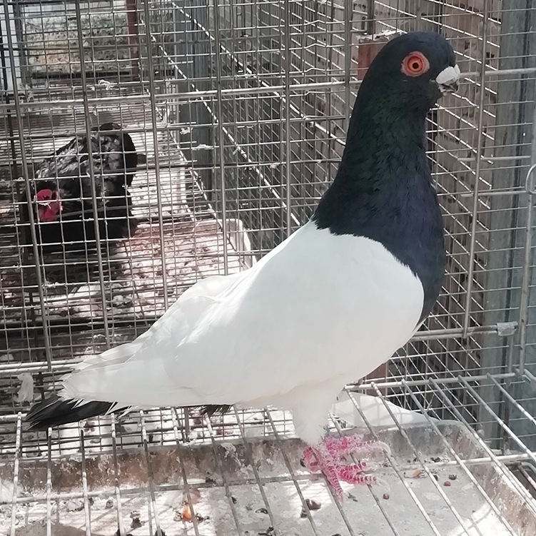 红卡奴,法国地鸽,大鼻子,马头,蛇头 点子,淑女,球胸,凤尾,丝羽 两头乌