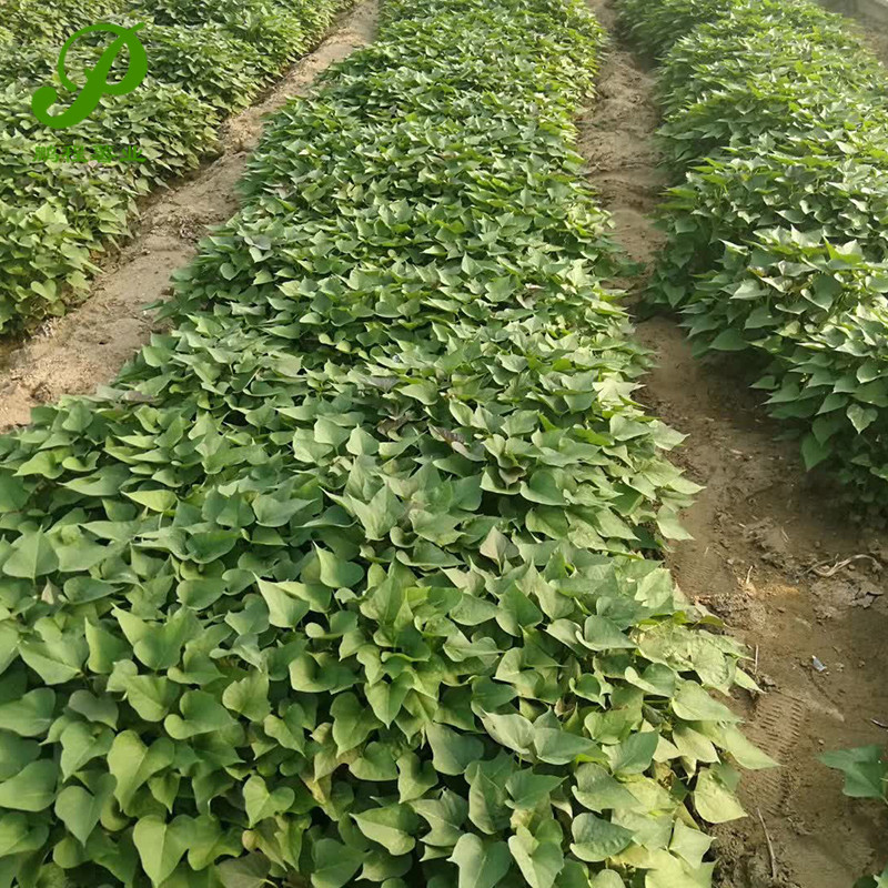 红心蜜薯苗 烟薯25号 番薯地瓜苗 品种齐全 红薯地瓜苗供应批发