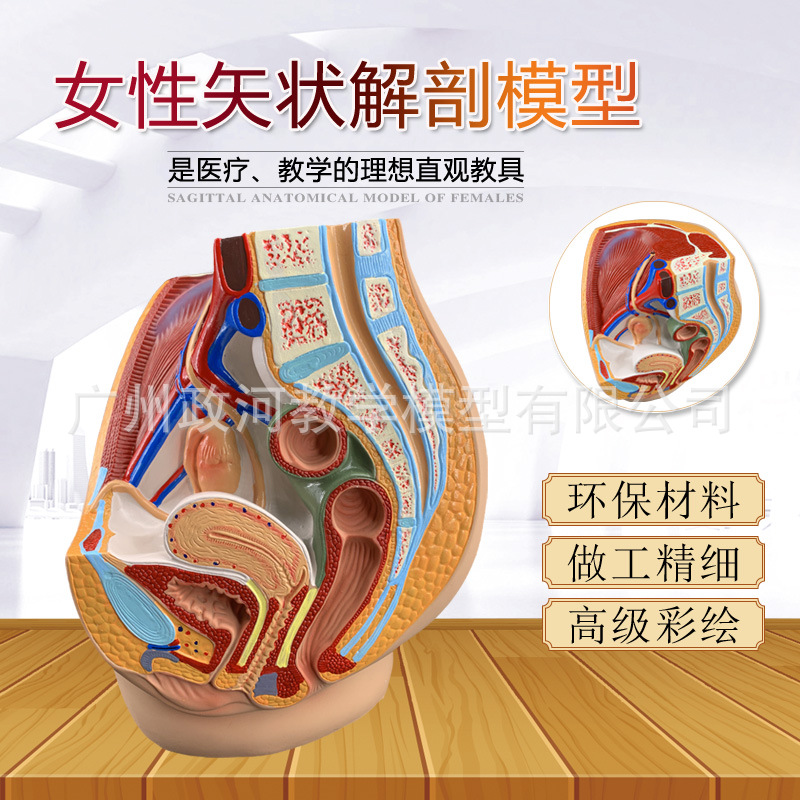 教学仿真女盆腔模型女性泌尿生殖系统标本正中矢状切人体解剖医学