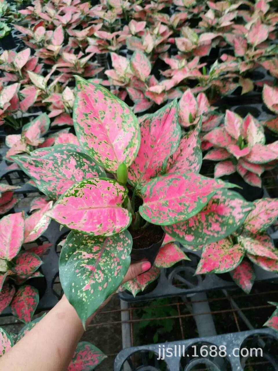 110#彩叶粗肋草吉利红盆栽烟花如意批发蝴蝶皇后盆景绿植物万年红