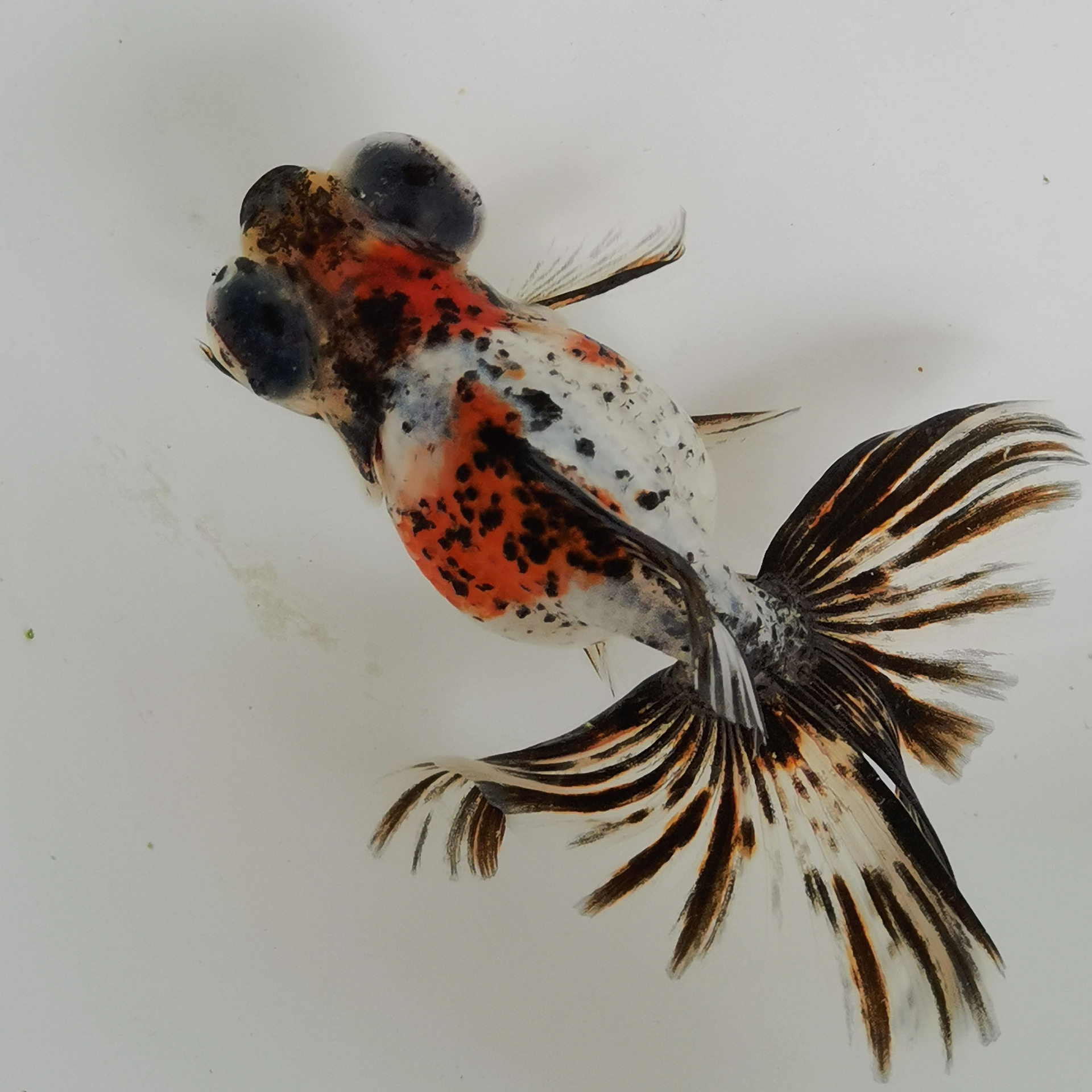 品质款观赏鱼蝶尾金鱼活体淡水宠物鱼摆地摊批发价厂家直销