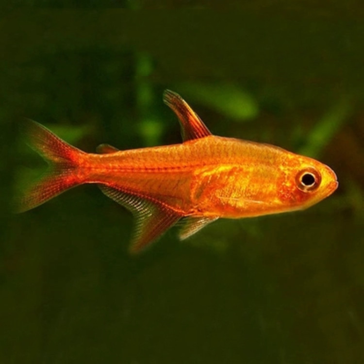 喷火灯鱼橘帆梦幻旗小型热带观赏鱼淡水鱼草缸造景水族活体宠物