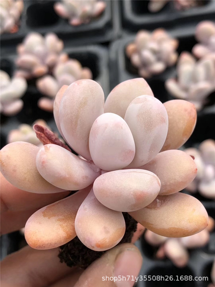 山东种植多肉植物基地批发盆栽 粉兔单头小桩多肉品种裸根发-阿里巴巴