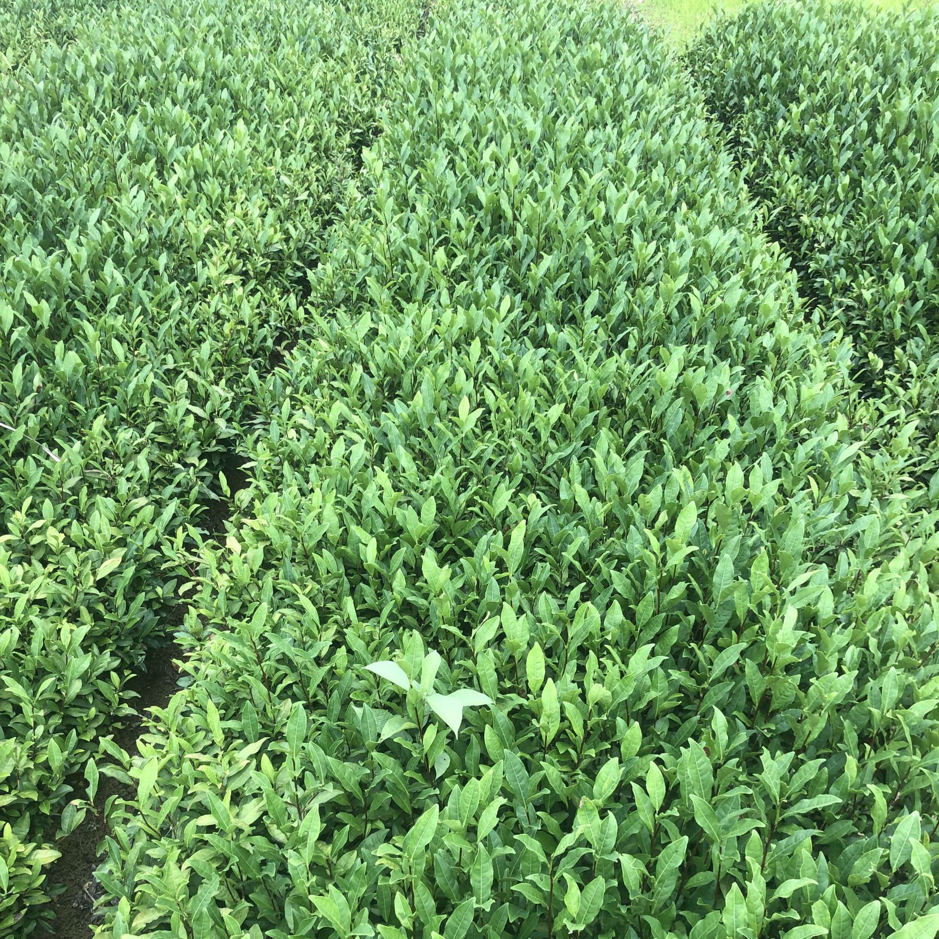 福鼎大白茶苗 茶树苗无性系冬插一年生福建基地货源批发厂家直供