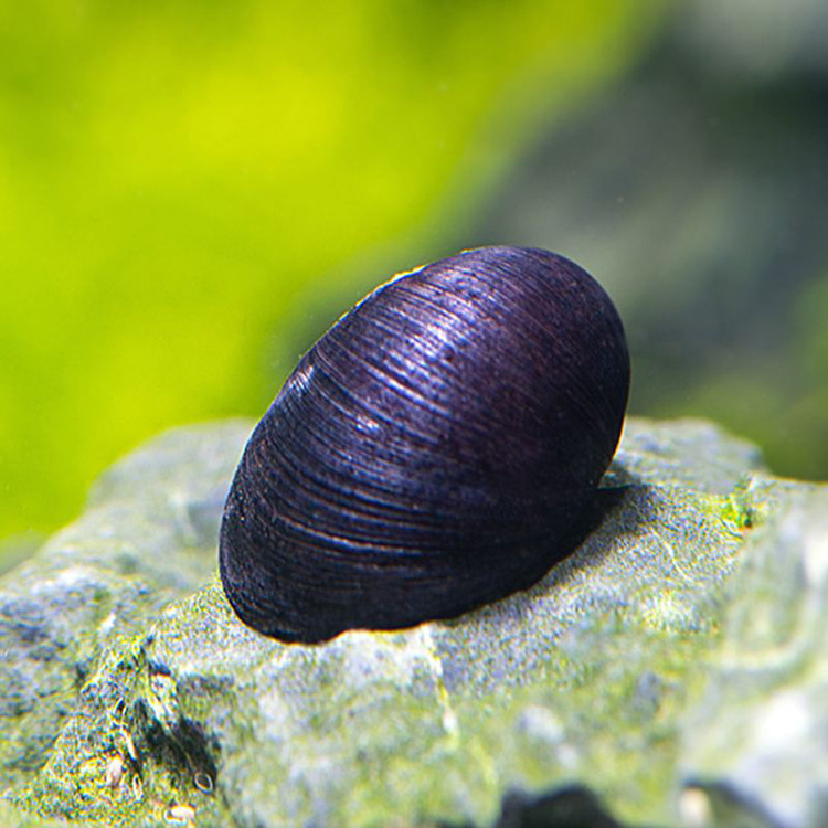 小额批发水族观赏螺宠物螺清苔除藻黑金刚活体淡水清洁鱼缸工具螺
