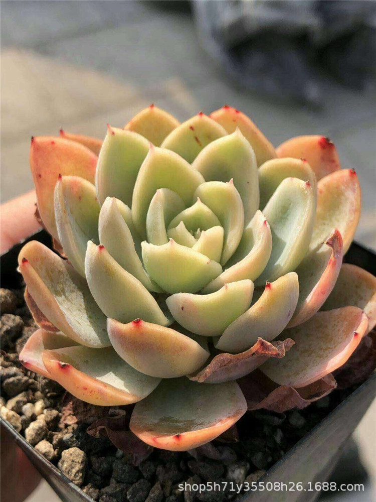 859大棚批发多肉盆栽品种 粉色贝拉单头多肉植物裸根发限量