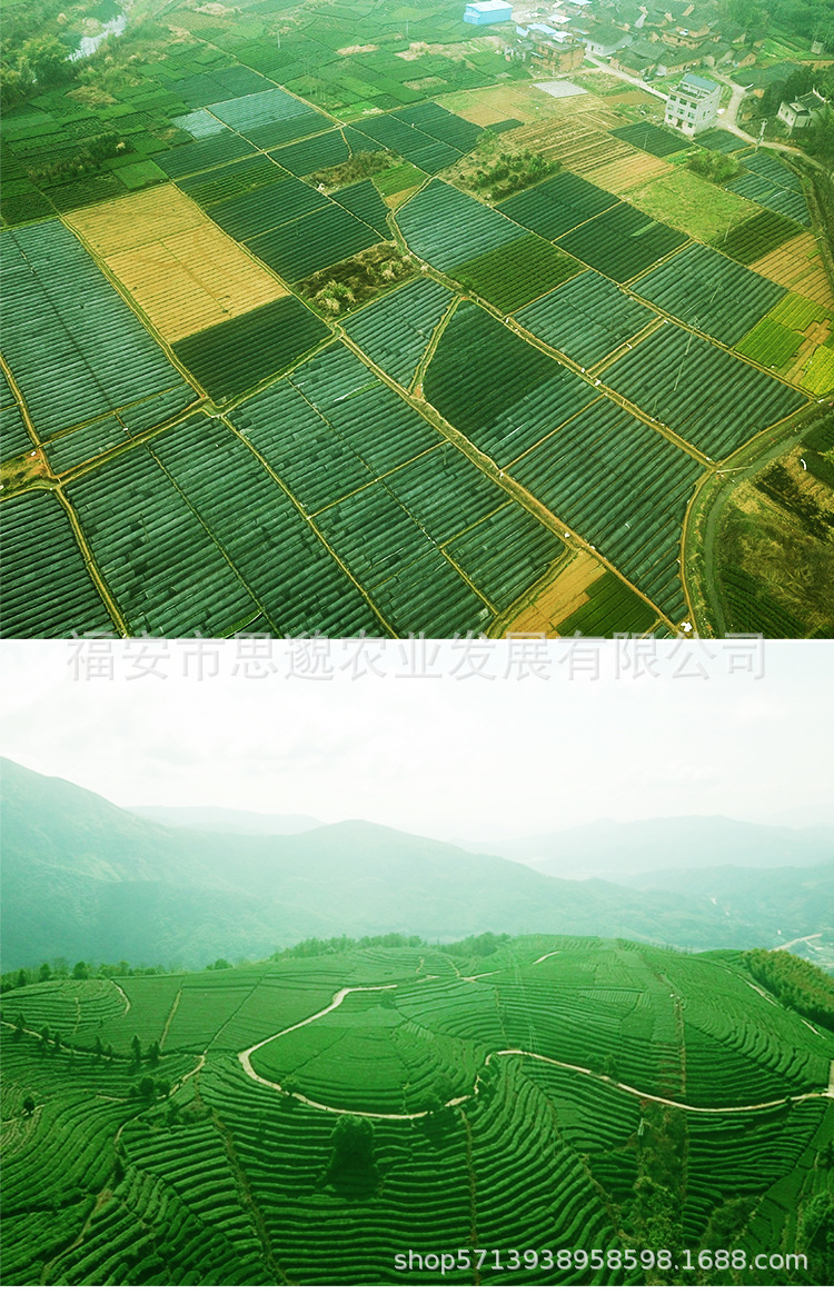 中华黄3号 茶苗茶树苗冬插黄茶福建福安基地厂家直供批发