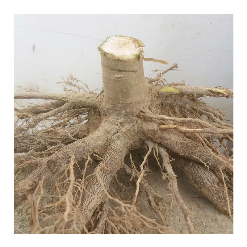 泡桐基地供应泡桐根桩小苗泡桐树苗泡桐种根