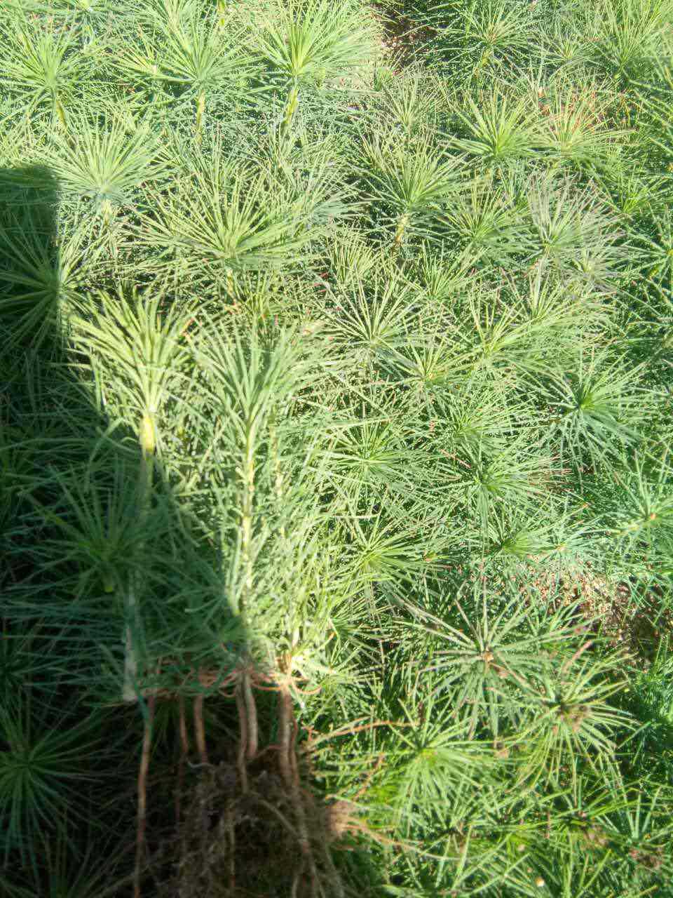 出售樟子松树苗,造林绿化工程苗,量大从优