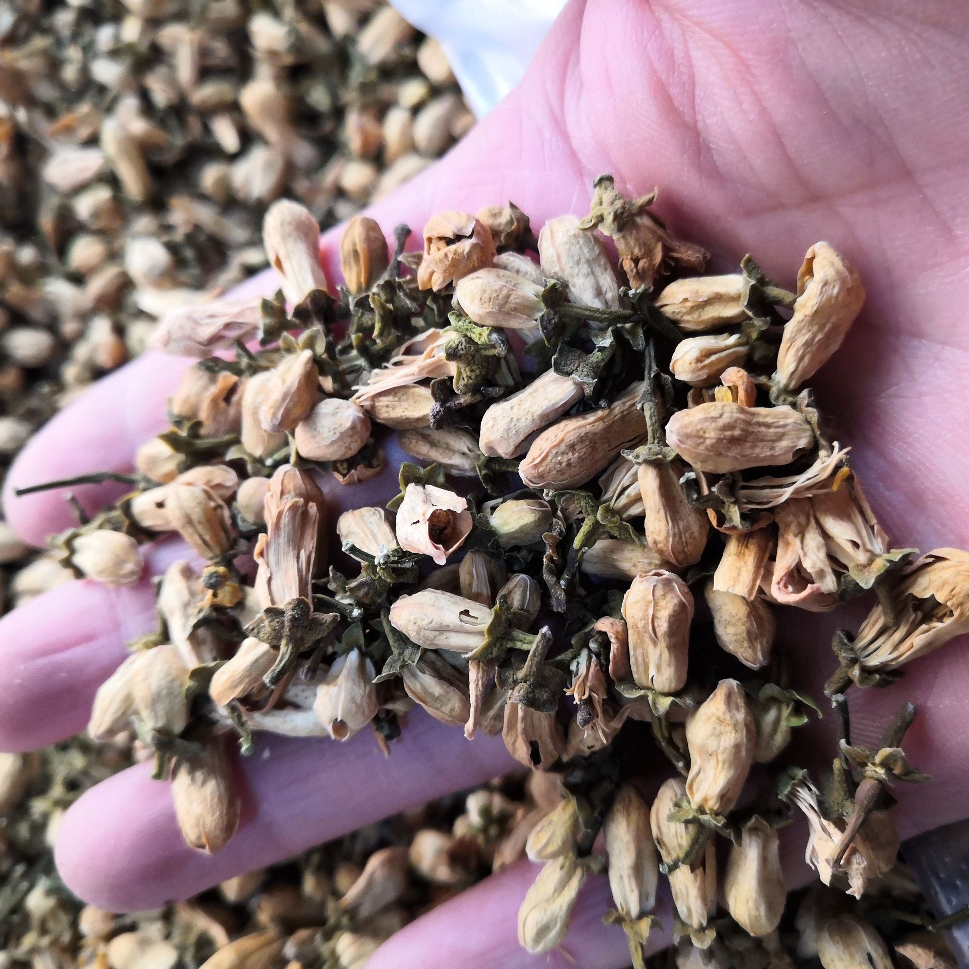 玳玳花批发中药材玳玳花回青橙枳壳花酸橙花玳玳橘