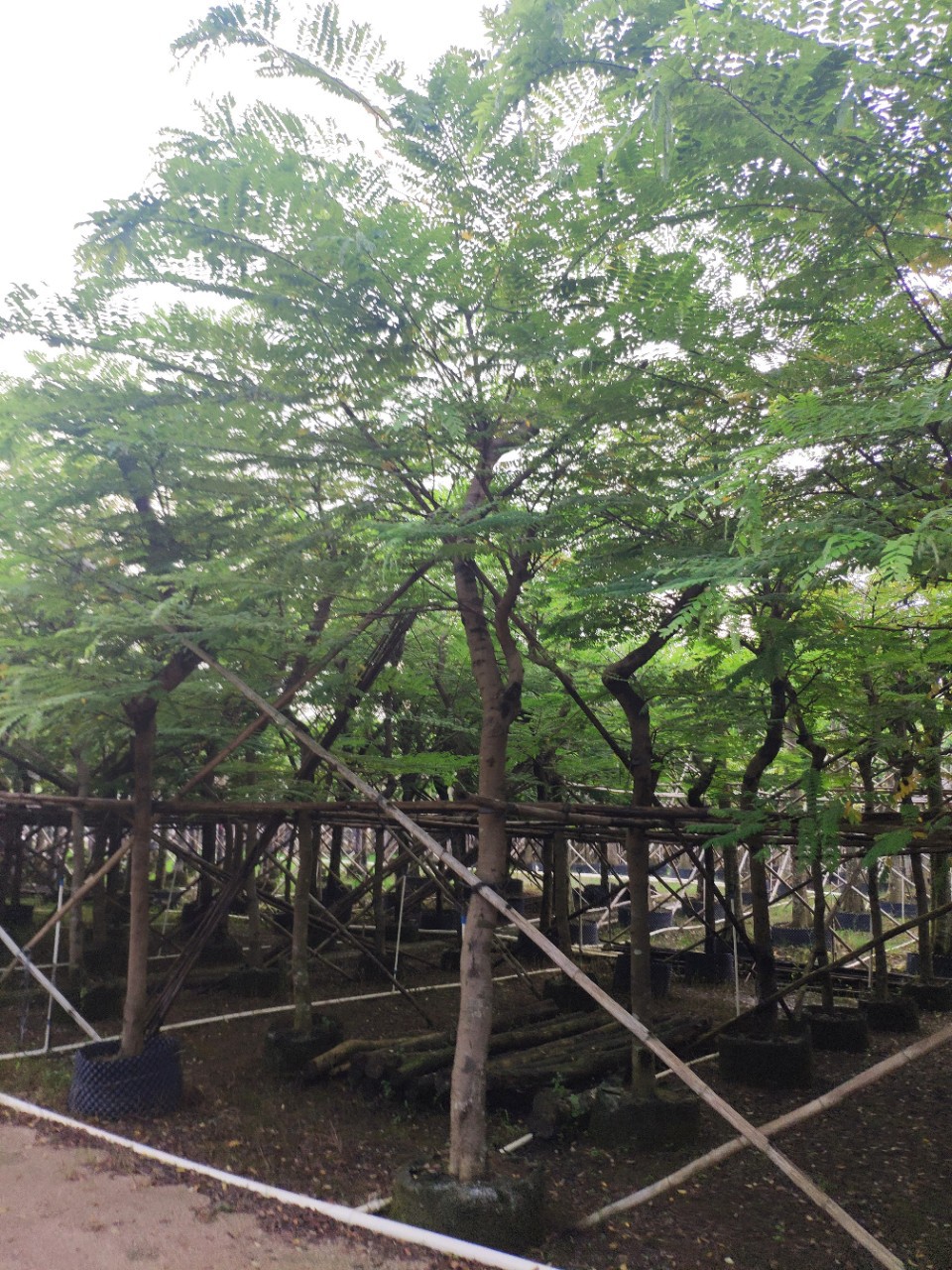 908供应 粉花山扁豆 10-15cm假植苗 市政绿化 开花乔木 基地直销