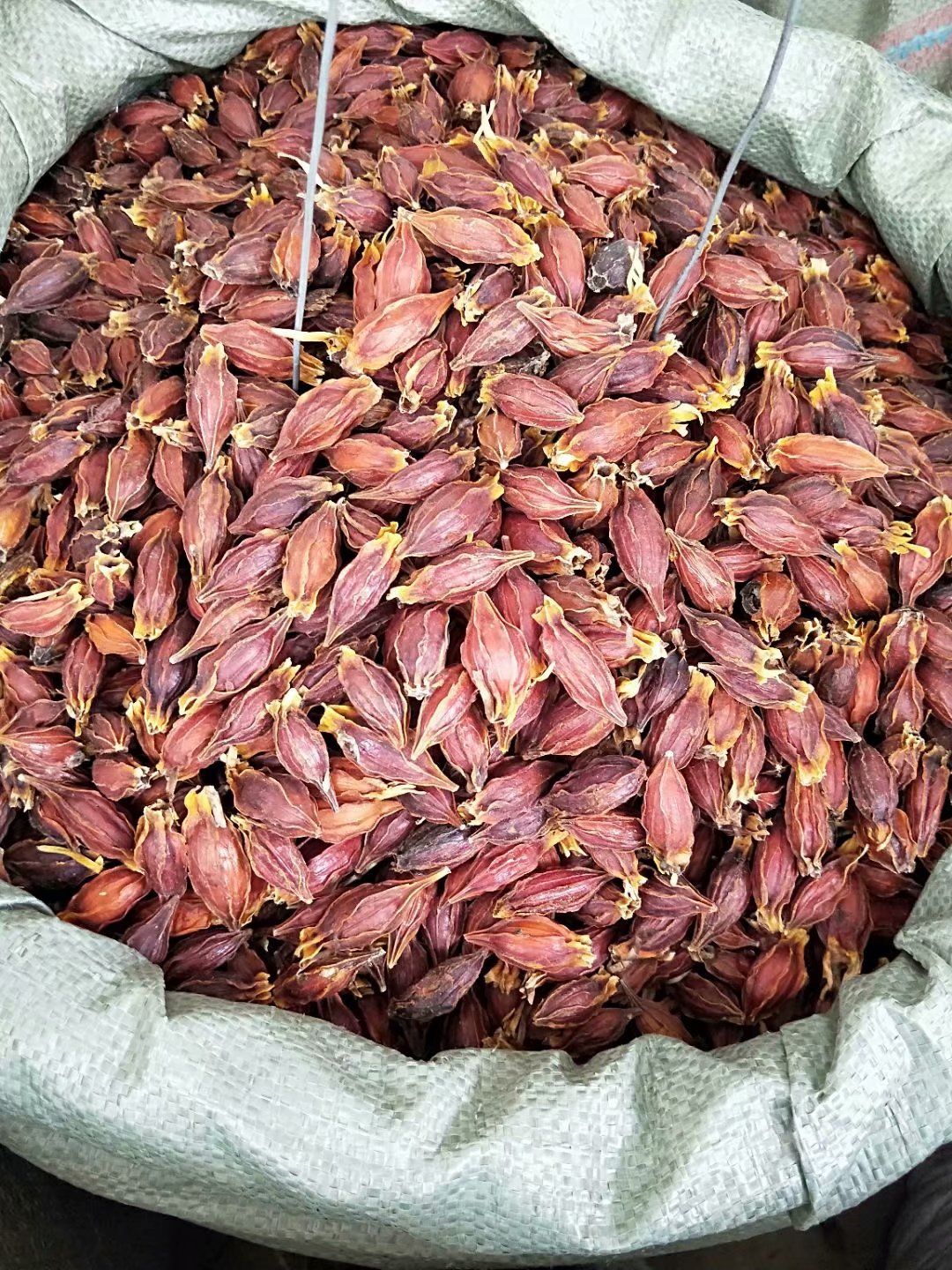 中药材栀子 水栀子