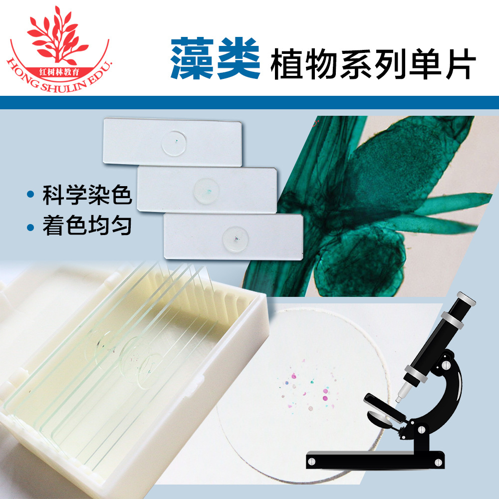 标本高清晰结构典型高教标准生物实验室切片套装藻类套装显微切片