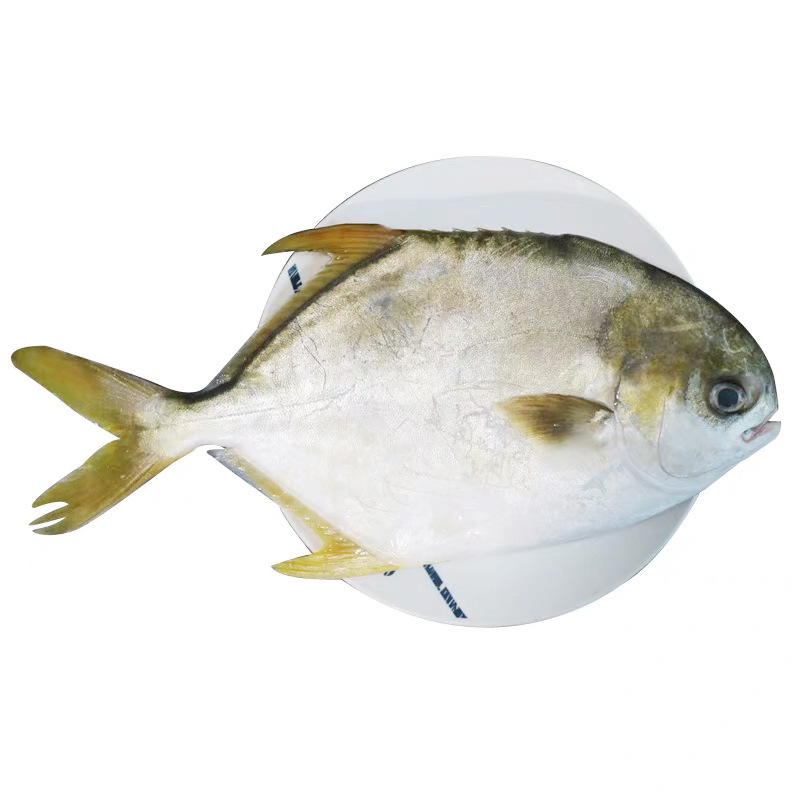 金鲳鱼 冷冻金昌鱼 海雨黄立鲳鱼 多规格批发10kg/件